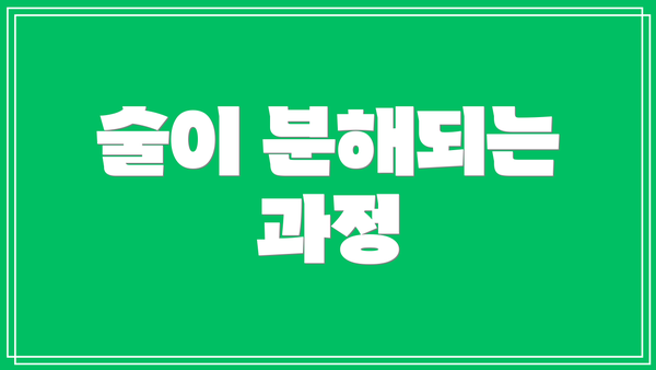 술이 분해되는 과정