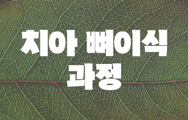 치아 뼈이식 과정