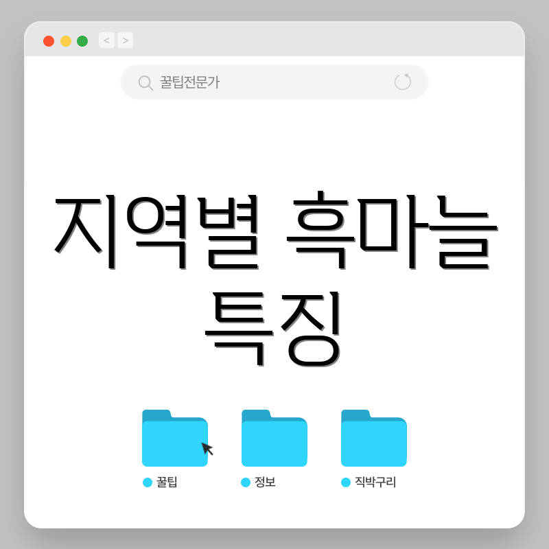 지역별 흑마늘 특징